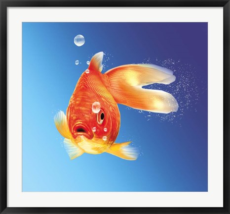 Framed Goldfish With Water Bubbles Print