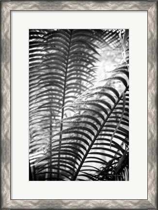 Framed Sunlit Palms II Print