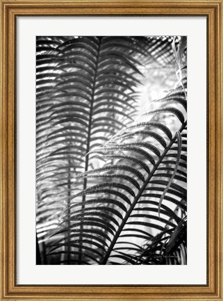 Framed Sunlit Palms II Print