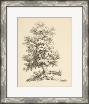 Framed Tree Study II Dark Print