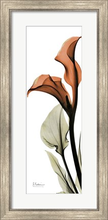 Framed Terracotta Calla Lily Print