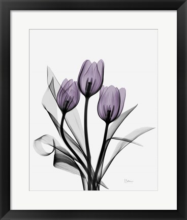 Framed Three Purple Tulips Print