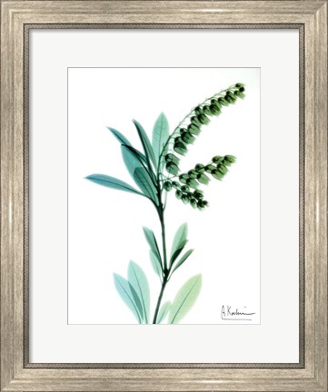 Framed Lily of The Valley Print