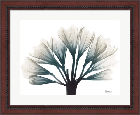 Framed Lily Of The Jungle Print