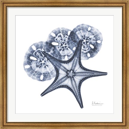 Framed Indigo Starfish and Sand Dollar Print