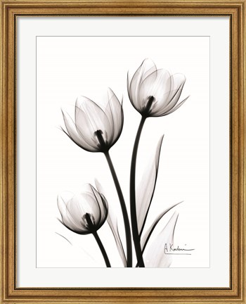Framed Tulips High Contrast Print