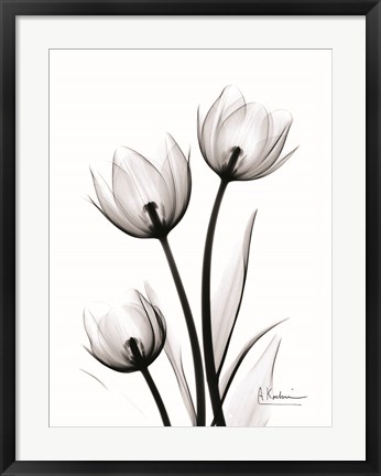 Framed Tulips High Contrast Print