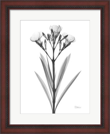 Framed Oleander Print