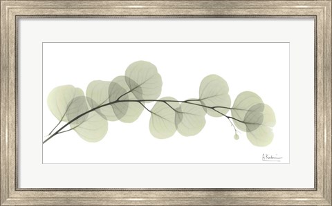 Framed Eucalyptus L196 Print