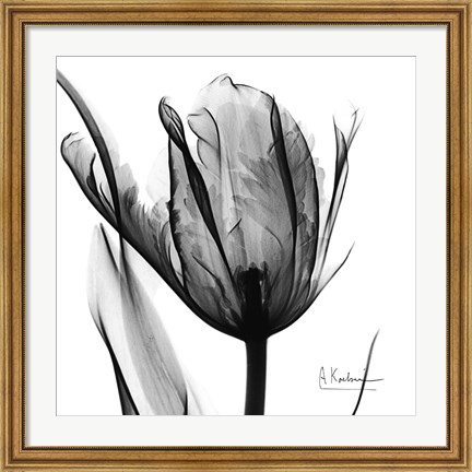 Framed High Contrast Tulip Print