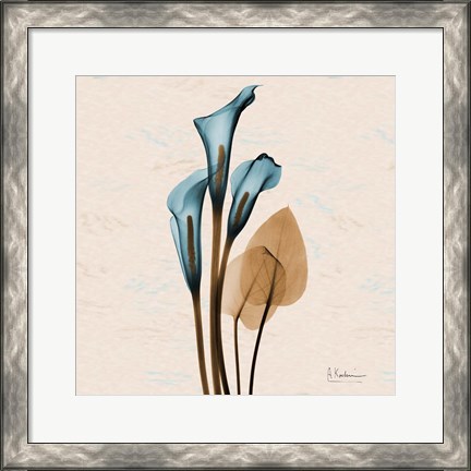 Framed Calla Lily Blue Brown Print