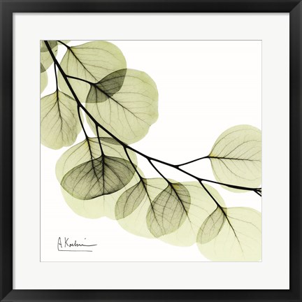 Framed Mint Eucalyptus 2 Print