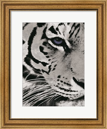 Framed Tiger Purple Eye Print