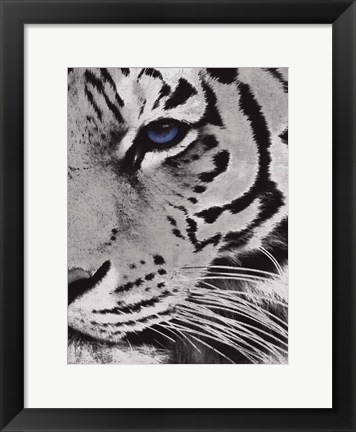 Framed Tiger Purple Eye 2 Print