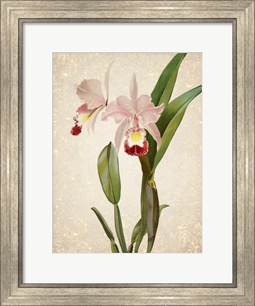 Framed Orchids  2 Print