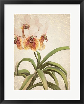 Framed Orchids 3 Print