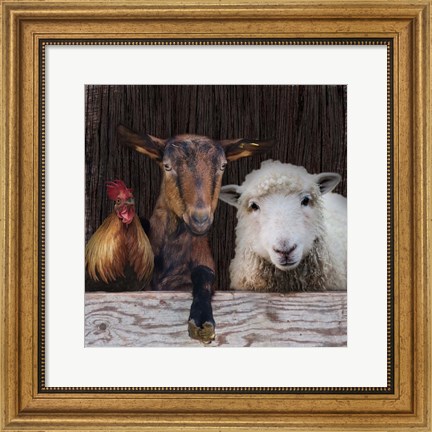 Framed Farm Life Print