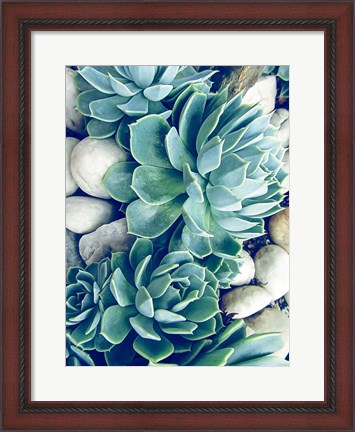 Framed Succulents no words Print