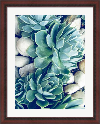 Framed Succulents no words Print