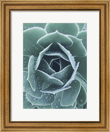 Framed Succulent With Dew 1 Print