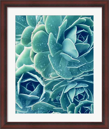Framed Succulents With Dew 2 Print