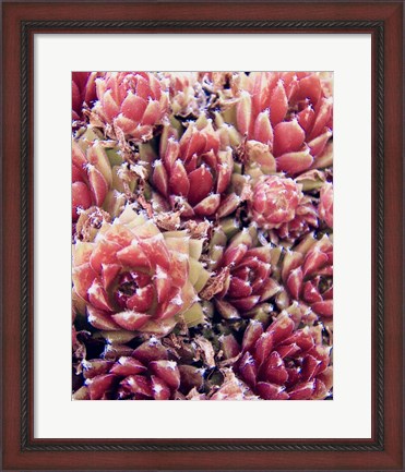 Framed Red Succulents New Born 1 Print