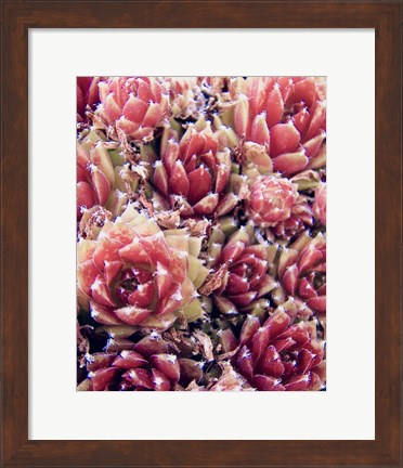 Framed Red Succulents New Born 1 Print