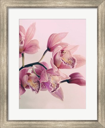 Framed Pink Orchids Print