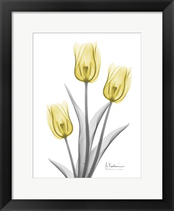 Framed Illuminating Tulip Trio 2 Print