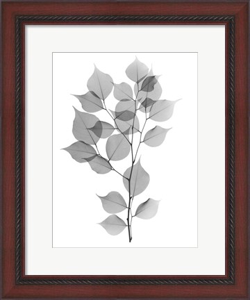 Framed Myrtle Tree L182 Print