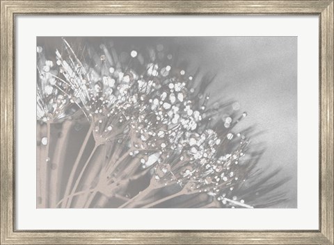Framed Dandelion 2 Print