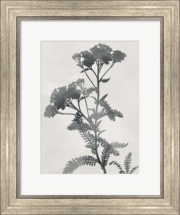 Framed Shadowed Botanical Print