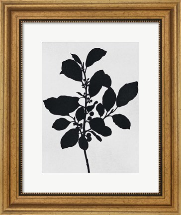 Framed Silhouetted Inverted Growth 2 Print