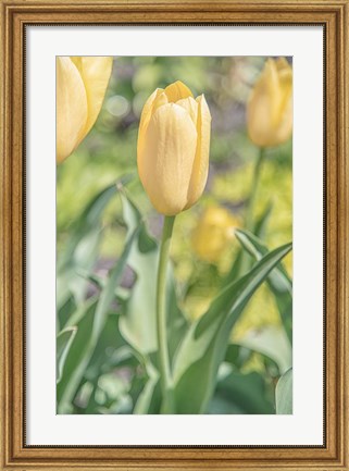 Framed Obsequious Traditions Print