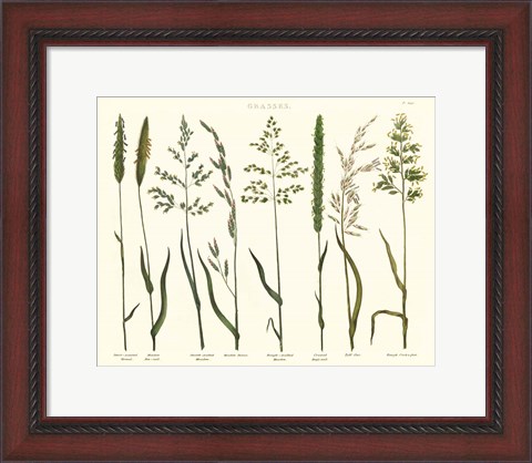 Framed Herbal Botanical VII Ivory Print
