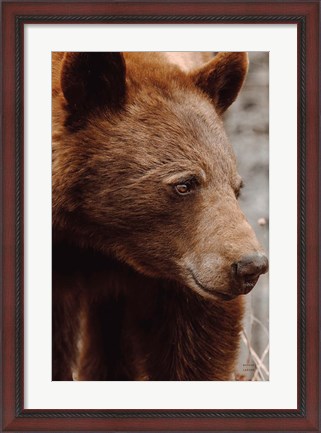 Framed Bear Profile I Print