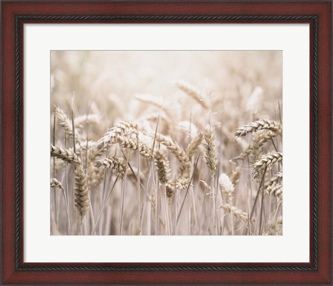 Framed Mute Wheat Field Print