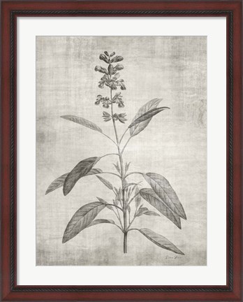 Framed Sepia Botanical 1 Print