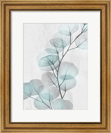 Framed Eucalyptus Glow 4 Print
