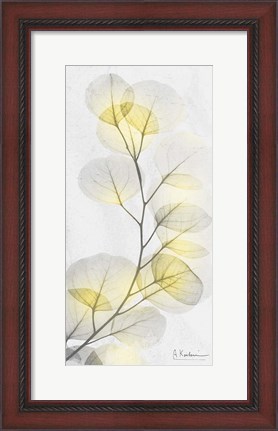 Framed Eucalyptus Sunshine 1 Print