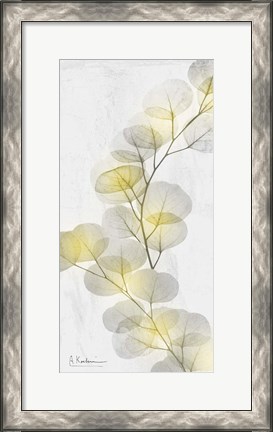 Framed Eucalyptus Sunshine 2 Print