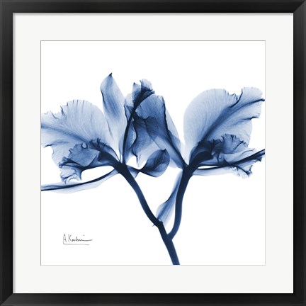 Framed Indigo Orchid Print