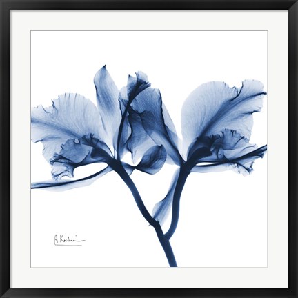 Framed Indigo Orchid Print