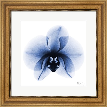 Framed Indigo Infused Orchid 1 Print