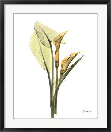 Framed Orange Flowers Calla Lily Print