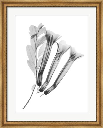 Framed Crane Flower Print