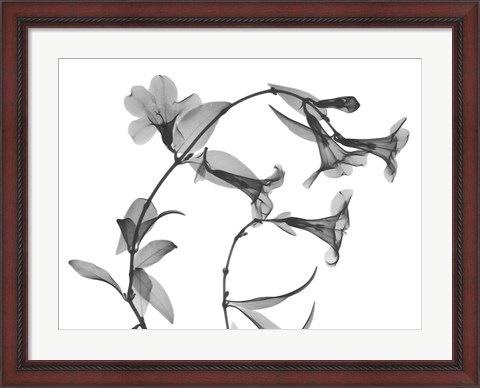 Framed Brazilian Jasmine Print