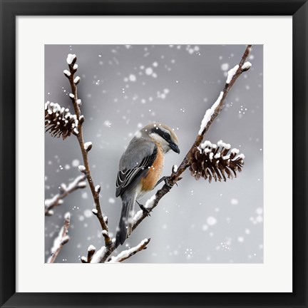 Framed Snow Bird Print