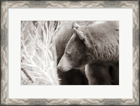 Framed Bear Tones Print