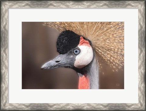 Framed African Crowned Crane Print
